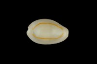 藏品(金環寶螺)的圖片